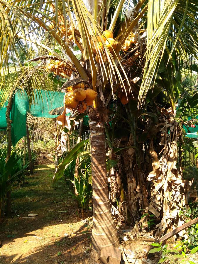 Bangli, The Finest Konkan Living 호텔 Dāpoli 외부 사진